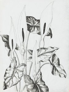 Arum lilie